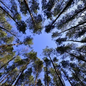 Picture taken from the ground upwards into a canapoy of trees, with a blue sky visible behind the green foliage. 
